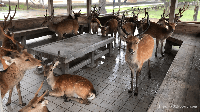 奈良公園の鹿に占領