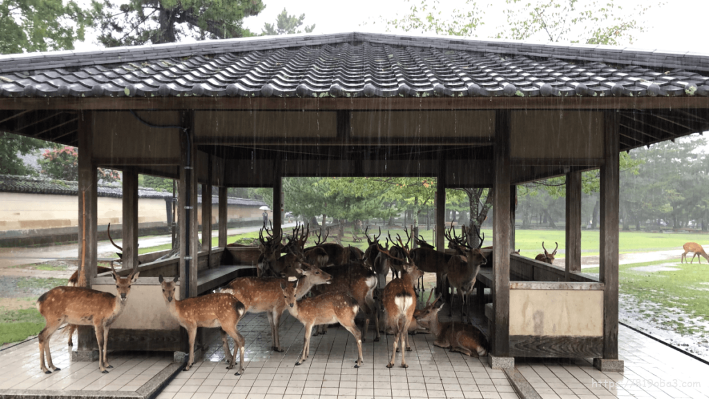 奈良公園の鹿に占領